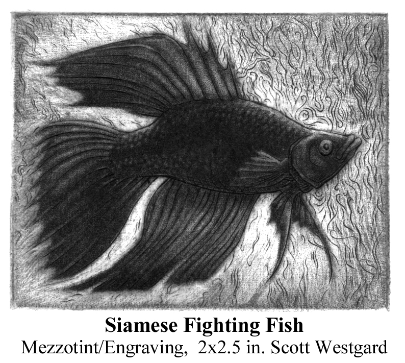 siamese fighting fish